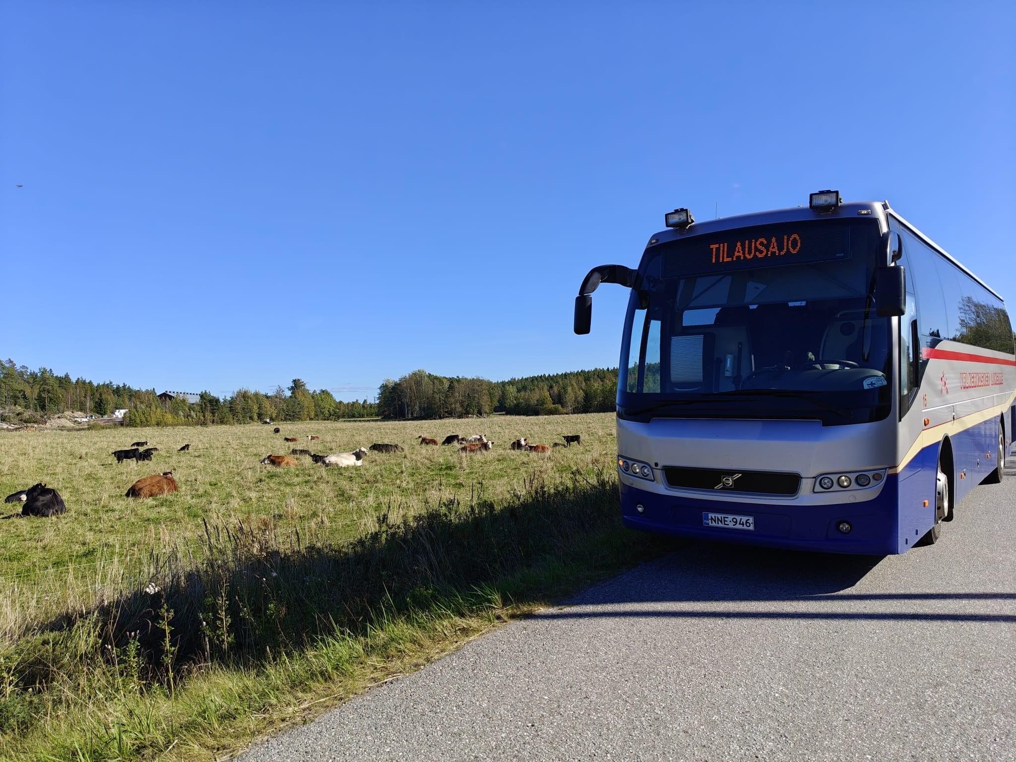 Valkeakosken Liikenne bussi ja lehmät